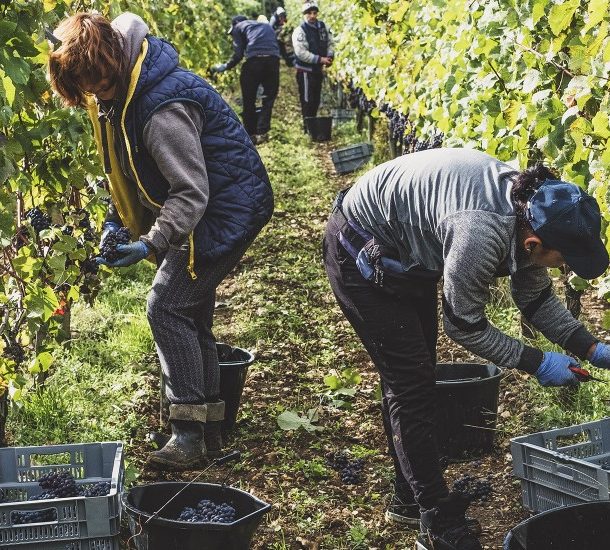 Travailleurs occasionnels agricoles
